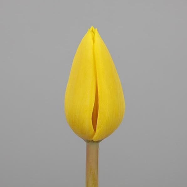 Tulips Yellow Flight