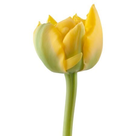 Tulips Yellow Pompone