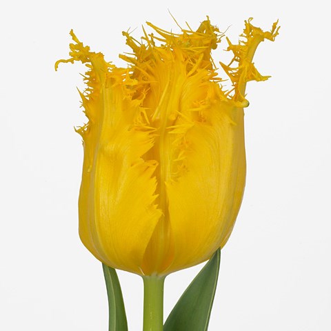 Tulips Yellow Valery
