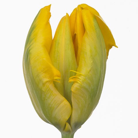 Tulips Yellow Wing (Parrot)