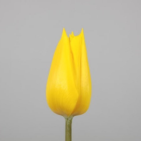 Tulips Yokohama