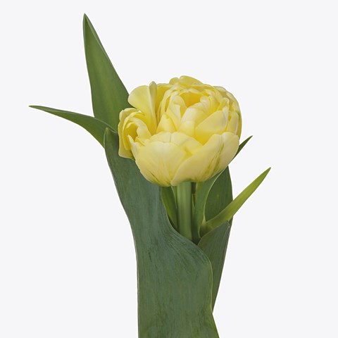 Tulips Yukon