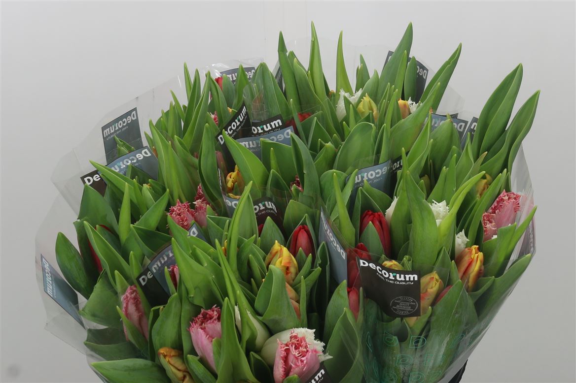 Tulp En Borst Mix X 15