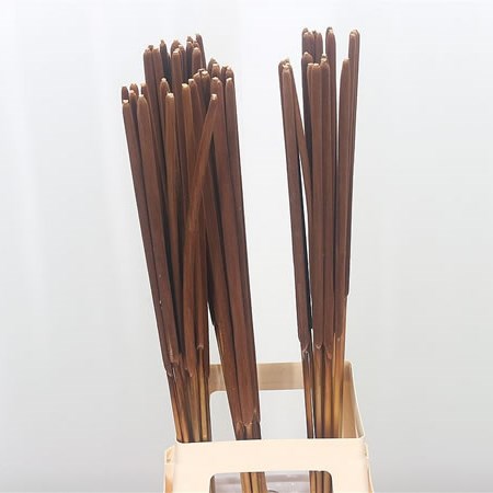 Typha (Bullrush)