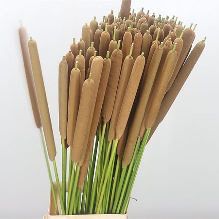 Typha (Bullrush)