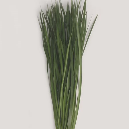 Typha Grass
