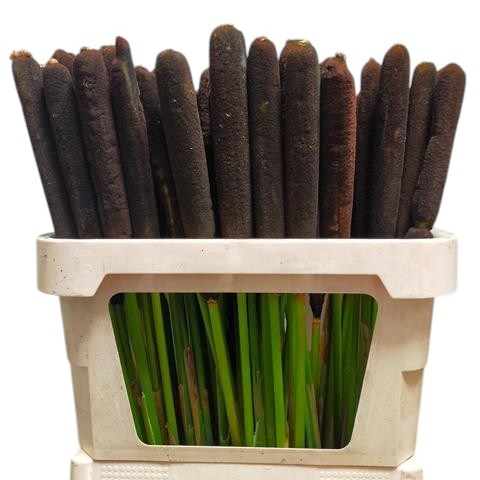 Typha Reed Cigars