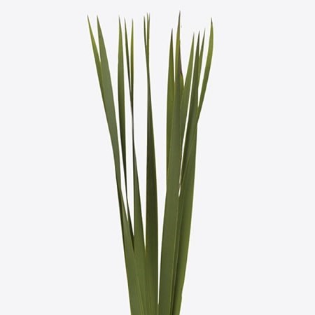 Typha Grass
