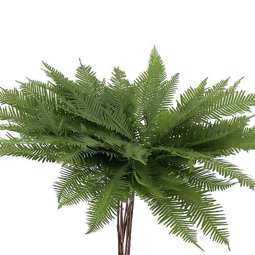 UMBRELLA FERN 45cm Wholesale Dutch Flowers & Florist Supplies UK