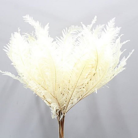 UMBRELLA FERN BLEACHED & DRIED