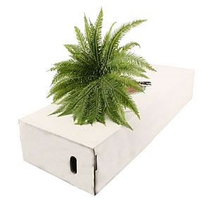 Umbrella Fern