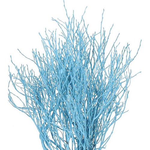 VACCIUNIUM DYED LIGHT BLUE