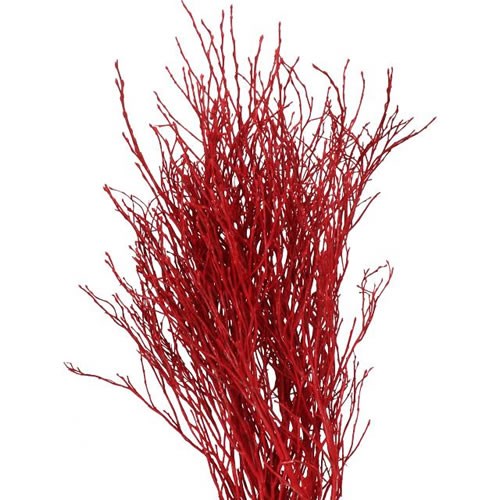 VACCIUNIUM DYED RED