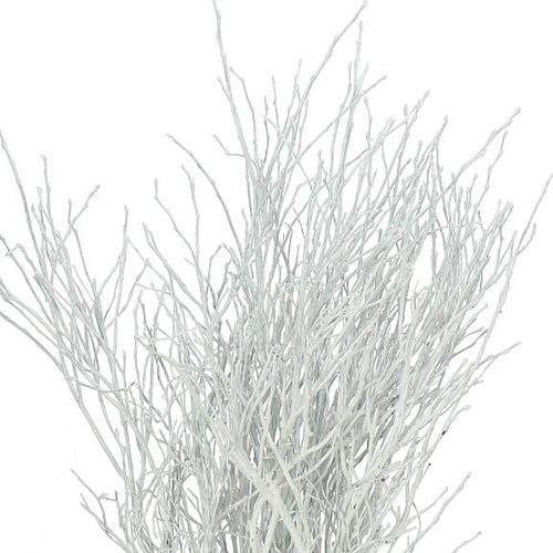 VACCIUNIUM DYED WHITE