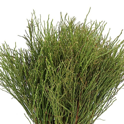 VACCIUNIUM HUCKLEBERRY