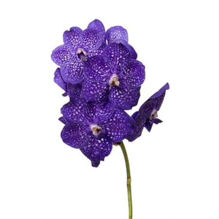 VANDA ORCHID - KANCHANA TWEED BLUE