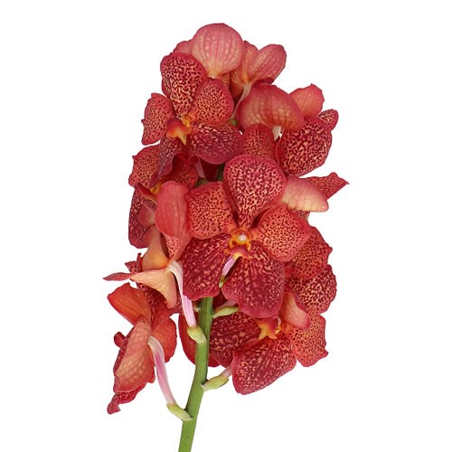 VANDA ORCHID - LAVA