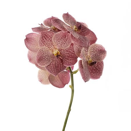VANDA ORCHID - LEOPARD CORAL