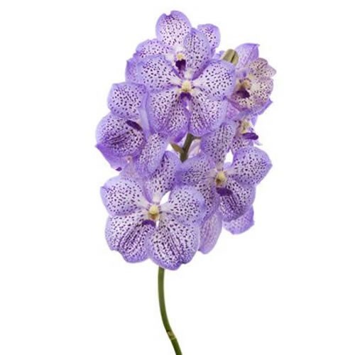 VANDA ORCHID - MAUVE SPOT