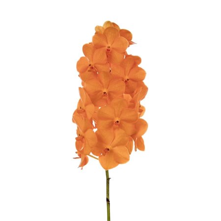 VANDA ORCHID - NATCHA PRINCESS ORANGE | Wholesale Dutch Flowers & Florist  Supplies UK