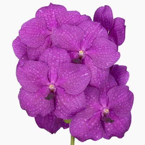 VANDA ORCHID - NITAYA HOT MAGENTA