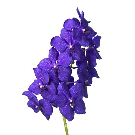 VANDA ORCHID - NITAYA ROYAL BLUE