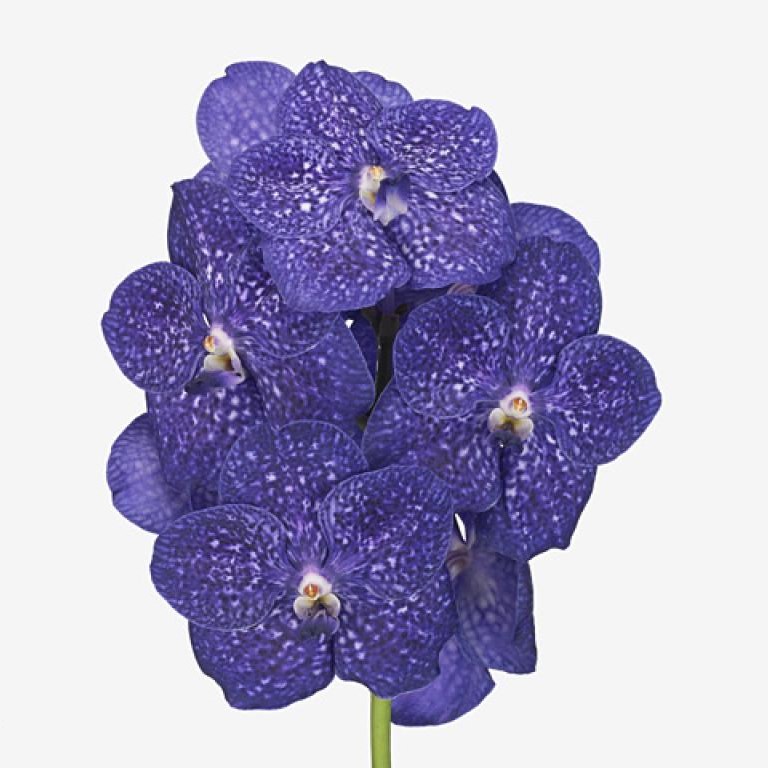 Blue vanda clearance