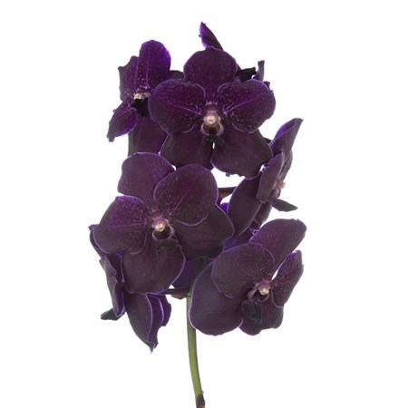 VANDA ORCHID - NITAYA VELVET BLACKBERRY