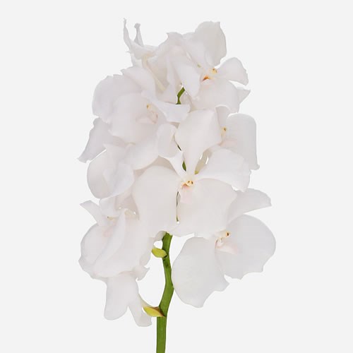 VANDA ORCHID - NO 1
