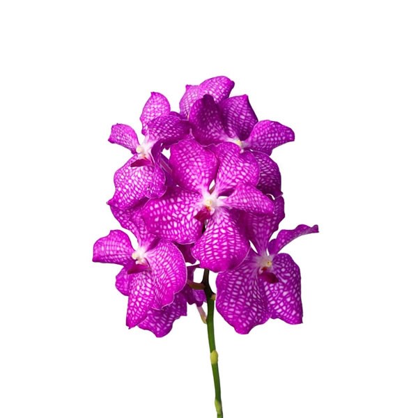 VANDA ORCHID - PINK MAGIC