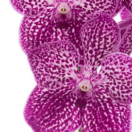 VANDA ORCHID - PINK SPOTTY 351