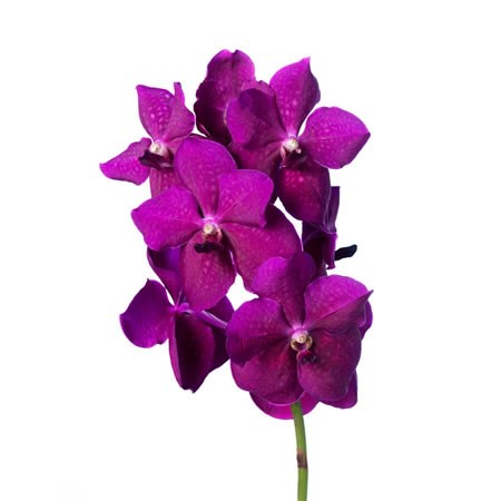 VANDA ORCHID - RASPBERRY CERISE PER STEM