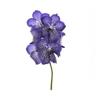 VANDA ORCHID SAPPHIRE