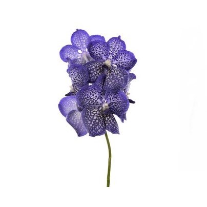 VANDA ORCHID - SAPPHIRE
