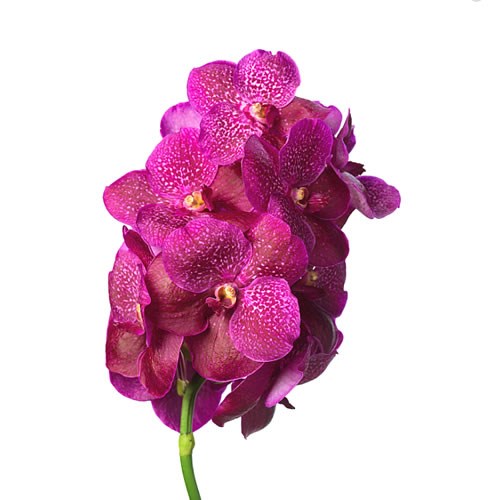 VANDA ORCHID - SUMATHI MAGIC FUCHSIA