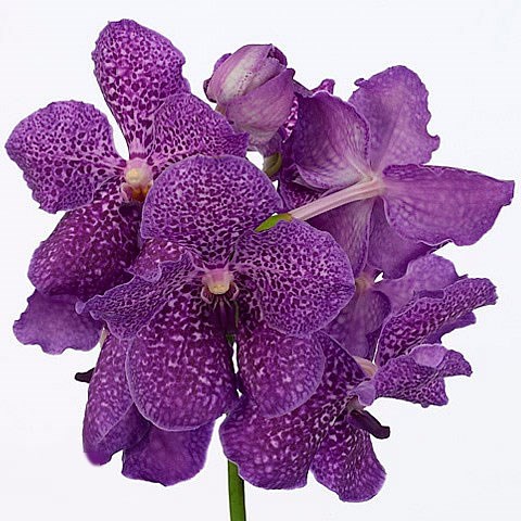 VANDA ORCHID - SUMATHI VIOLET BLUE