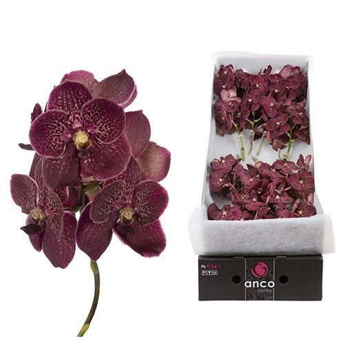 VANDA ORCHID - SUNANDA CHOCOLATE RED