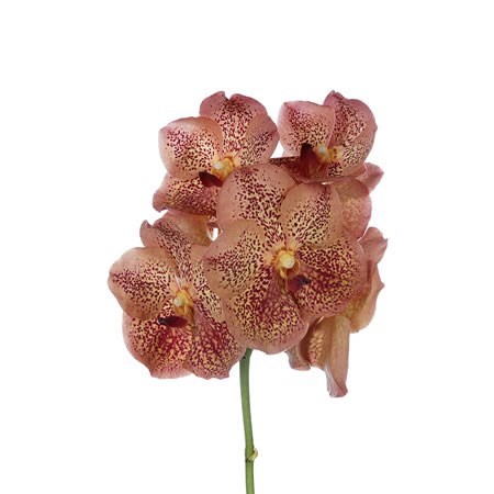 VANDA ORCHID - SUNANDA LEOPARD TANGERINE