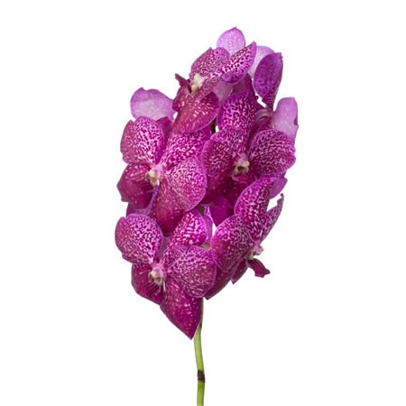 VANDA ORCHID - SUNANDA MAGENTA GLITTER