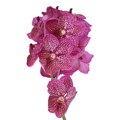 VANDA ORCHID - SUNANDA MAGENTA GLITTERRA