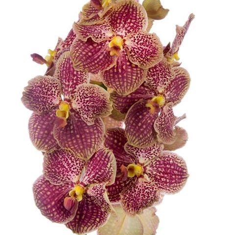 VANDA ORCHID - SUNANDA RETRO RED