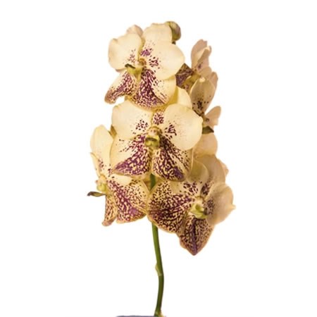 VANDA ORCHID - SUNANDA YELLOW HENNA