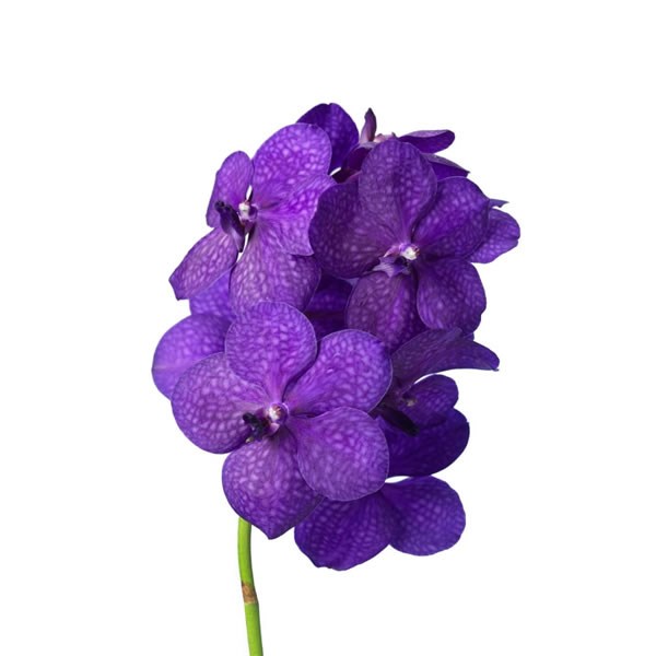 VANDA ORCHID - TAYANEE MINI BLUE