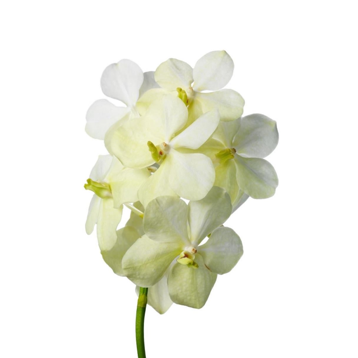 VANDA ORCHID - TAYANEE MINI WHITE