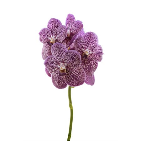 VANDA ORCHID - TROPICAL PUNCH