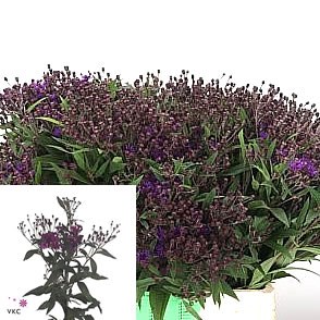 VERNONIA CRINITA