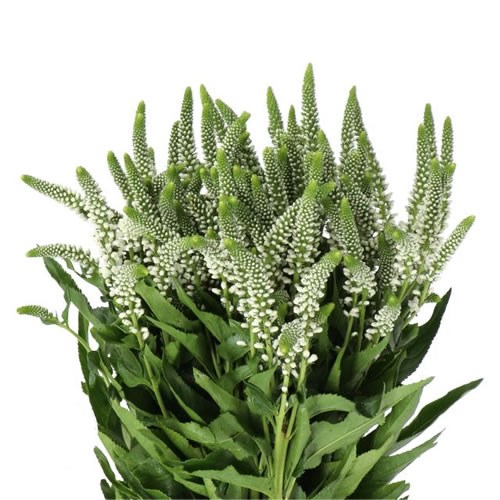 VERONICA SMART CAYA (SPRAY)