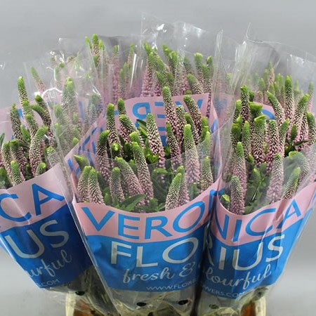 VERONICA SMART ENJOYCE