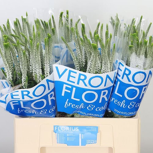 VERONICA SMART JEWEL 60cm Wholesale Dutch Flowers & Florist Supplies UK