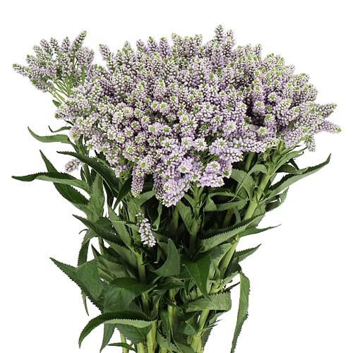 VERONICA SMART SPLASH 40cm Wholesale Dutch Flowers & Florist Supplies UK